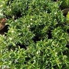 Night Blooming Jasmine Flower Home Rare Live Plant - Plant for Your Home Garden
