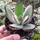 kalanchoe black tie kalanchoe tomentosa Flower Home Rare Live Plant - Plant for Your Home Garden