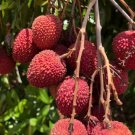 Lychee Live tree Fruit Home Rare Live Plant - Plant for Your Home Garden