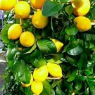 Meyer Lemon tree Fruit Home Rare Live Plant - Plant for Your Home Garden