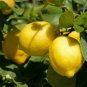 Meyer Lemon tree Fruit Home Rare Live Plant - Plant for Your Home Garden