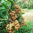 Longan Dimocarpus Dragon Eye tree Fruit Home Rare Live Plant - Plant for Your Home Garden