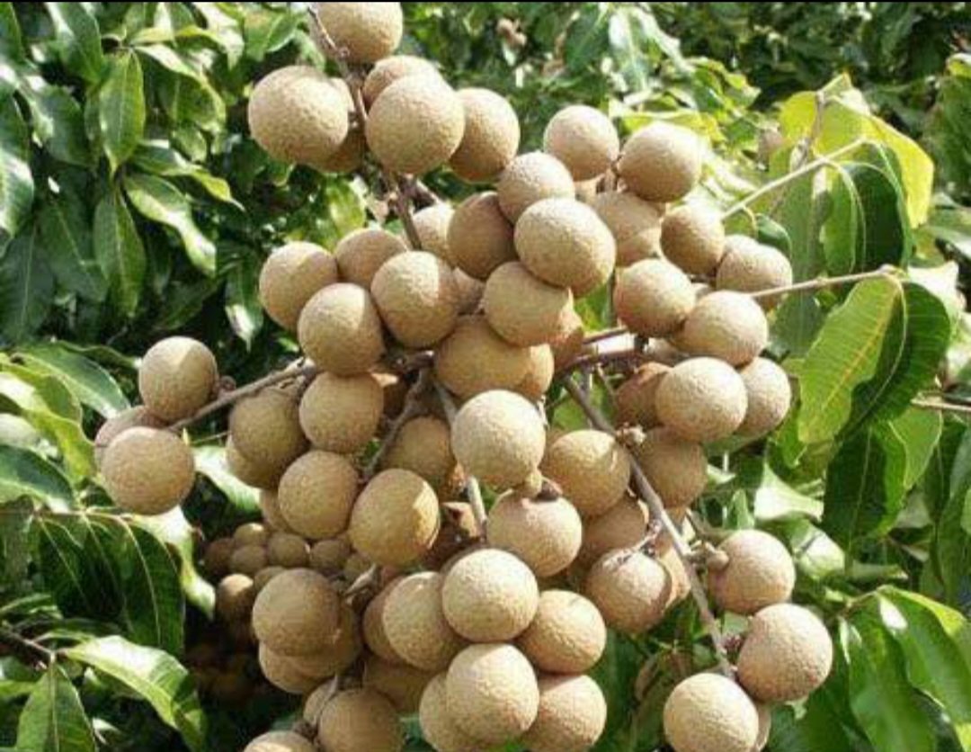 Kahola Longan Tree Fruit Home Rare Live Plant - Plant for Your Home Garden