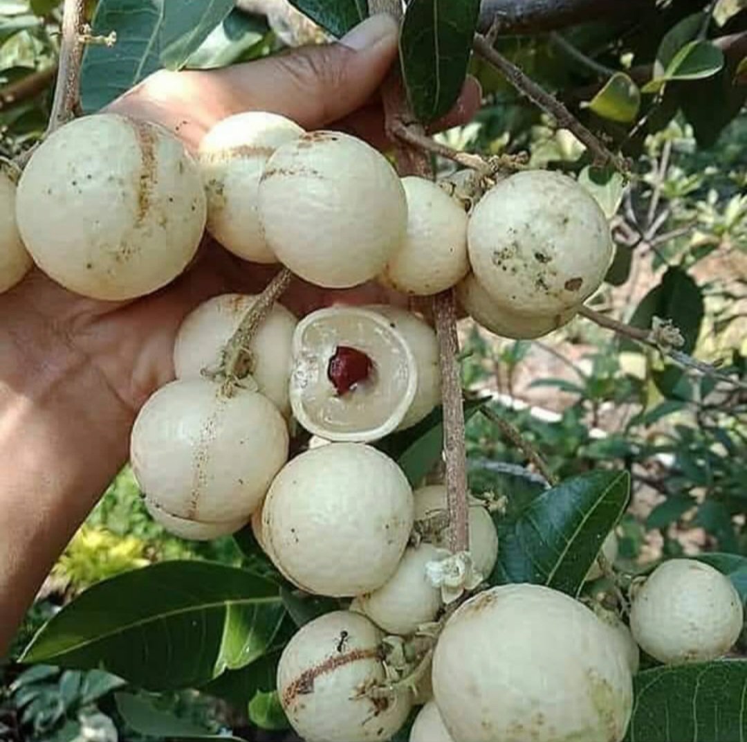 Longan Matalada Tree Fruit Home Rare Live Plant - Plant for Your Home Garden