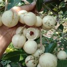 Longan Matalada Tree Fruit Home Rare Live Plant - Plant for Your Home Garden