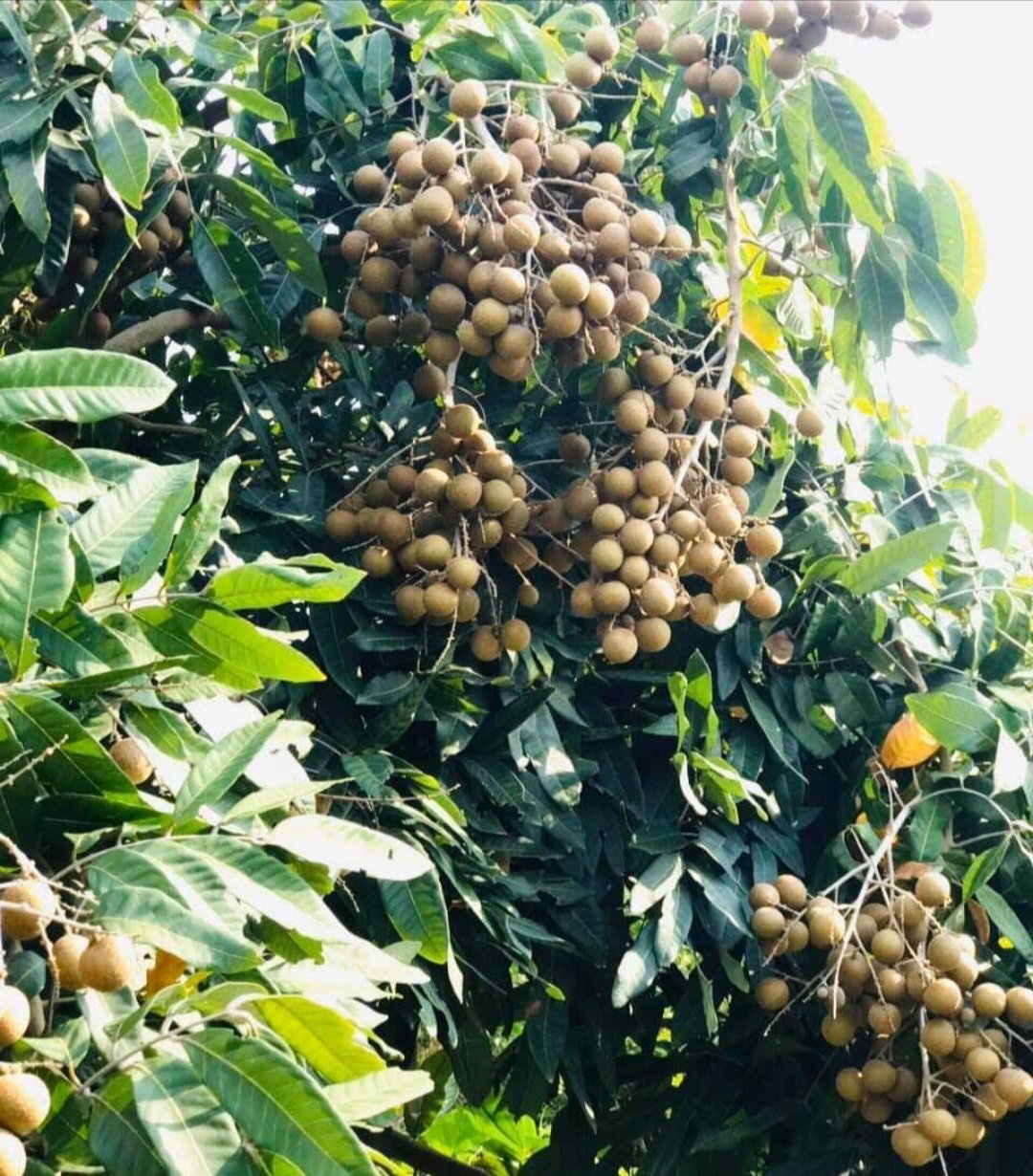 Bigger Trunk Longan Tree Fruit Home Rare Live Plant - Plant for Your Home Garden