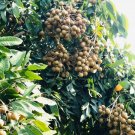 Bigger Trunk Longan Tree Fruit Home Rare Live Plant - Plant for Your Home Garden