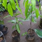 Alphonso (Mangifera indica Alphonso) Fruit Home Rare Live Plant - Plant for Your Home Garden