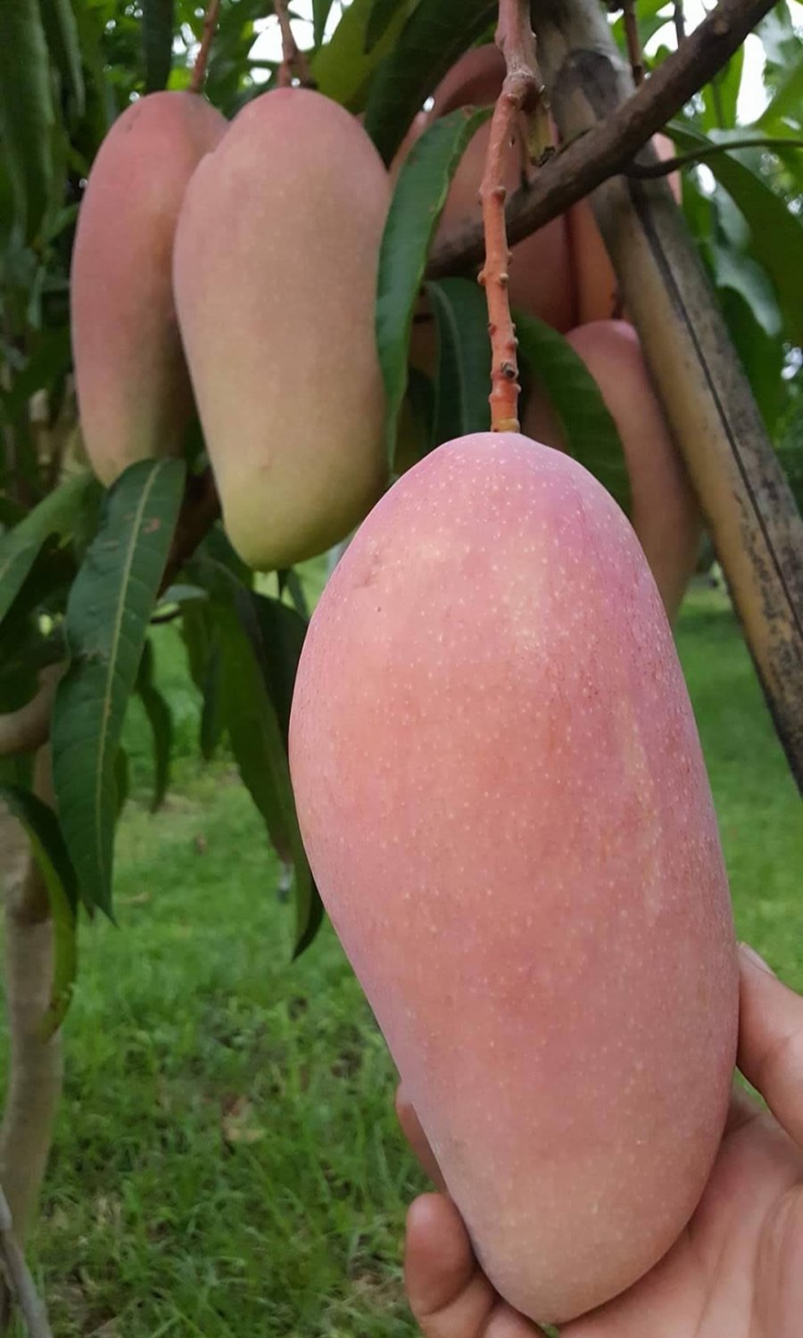 Valencia Pride mango Fruit Home Rare Live Plant - Plant for Your Home Garden