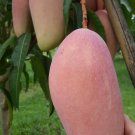 Valencia Pride mango Fruit Home Rare Live Plant - Plant for Your Home Garden