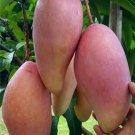Red Ivory Mango Fruit Home Rare Live Plant - Plant for Your Home Garden