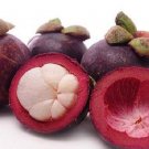 Purple Mangosteen Garcinia Fruit Home Rare Live Plant - Plant for Your Home Garden