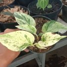 Marble Queen Pothos Houseplant Flower Home Rare Live Plant - Plant for Your Home Garden