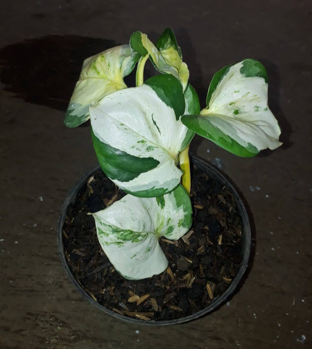 Manjula Pothos Epipremnum aureum Flower Home Rare Live Plant - Plant for Your Home Garden