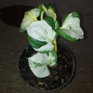 Manjula Pothos Epipremnum aureum Flower Home Rare Live Plant - Plant for Your Home Garden