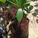 Medinilla myriantha “ Malaysian orchid” Flower Home Rare Live Plant - Plant for Your Home Garden
