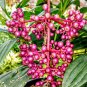 Medinilla myriantha â Malaysian orchidâ Flower Home Rare Live Plant - Plant for Your Home Garden