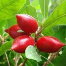 Miracle fruit Live Plant Home Rare Live Plant - Plant for Your Home Garden