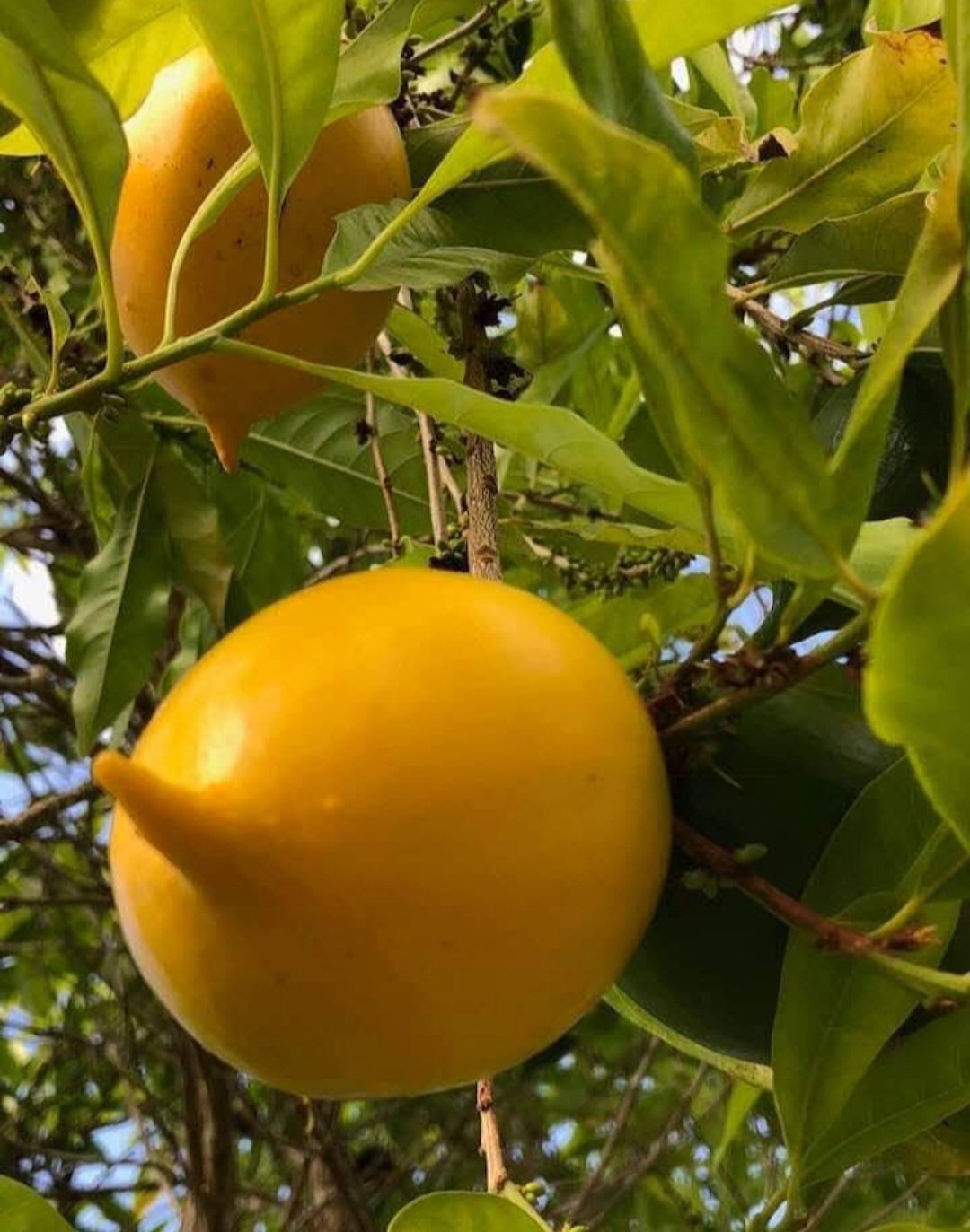 Abiu (Pouteria caimito) fruit Live Plant Home Rare Live Plant - Plant for Your Home Garden
