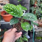 Monstera Peru Houseplant Live Plant Home Rare Live Plant - Plant for Your Home Garden