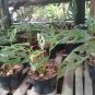 Monstera Adansoni, Swiss Cheese Plant Home Rare Live Plant - Plant for Your Home Garden