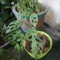 Monstera Adansoni, Swiss Cheese Plant Home Rare Live Plant - Plant for Your Home Garden