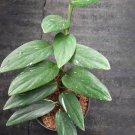 Monstera Standleyana houseplant Plant Home Rare Live Plant - Plant for Your Home Garden