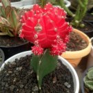 Pink Gymnocalycium Mihanovichii Plant Home Rare Live Plant - Plant for Your Home Garden