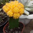 yellow Gymnocalycium Mihanovichii Plant Home Rare Live Plant - Plant for Your Home Garden
