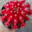 Red Gymnocalycium Mihanovichii Plant Home Rare Live Plant - Plant for Your Home Garden