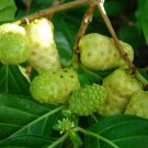 Noni Plant, Great Morinda Plant Home Rare Live Plant - Plant for Your Home Garden