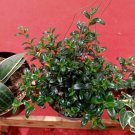 Goldfish Plant Nematanthus gregarious Plant Home Rare Live Plant - Plant for Your Home Garden