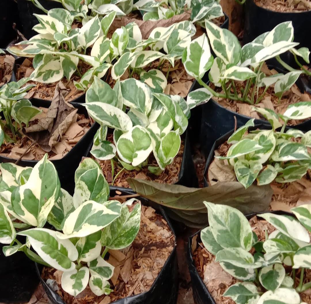 Pothos Njoy variegated Flower Plant Home Rare Live Plant - Plant for Your Home Garden