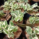 Pothos Njoy variegated Flower Plant Home Rare Live Plant - Plant for Your Home Garden