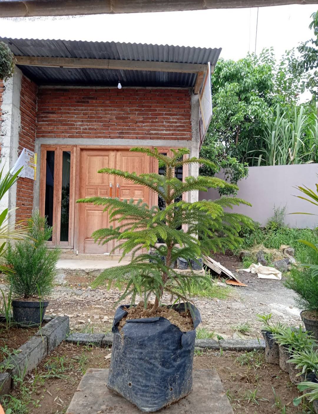 Norfolk Island Pine Tree Plant Home Rare Live Plant - Plant for Your Home Garden