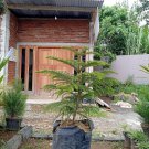 Norfolk Island Pine Tree Plant Home Rare Live Plant - Plant for Your Home Garden