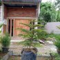 Norfolk Island Pine Tree Plant Home Rare Live Plant - Plant for Your Home Garden