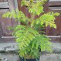 Norfolk Island Pine Tree Plant Home Rare Live Plant - Plant for Your Home Garden