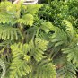 Norfolk Island Pine Tree Plant Home Rare Live Plant - Plant for Your Home Garden