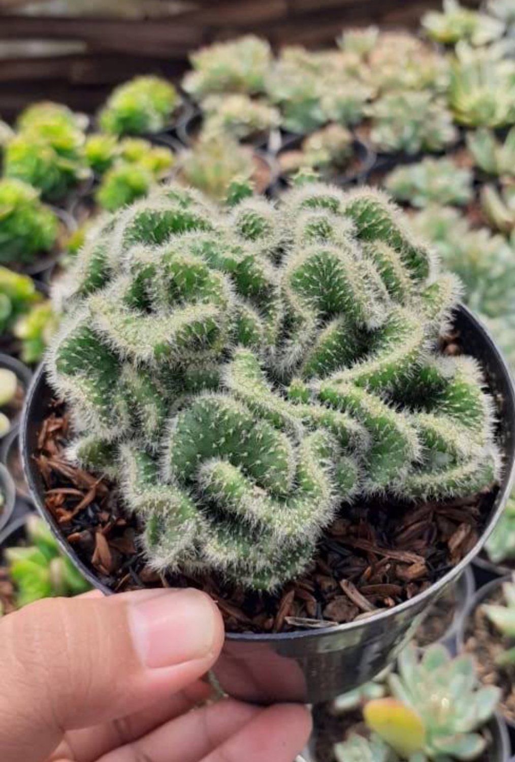 Crested Opuntia Cactus Cacti Plant Home Rare Live Plant - Plant for Your Home Garden