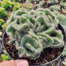 Crested Opuntia Cactus Cacti Plant Home Rare Live Plant - Plant for Your Home Garden