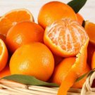 Washington Navel Orange Tree Plant Home Rare Live Plant - Plant for Your Home Garden
