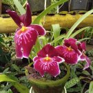 Miltonia Pansy orchid Flower Plant Home Rare Live Plant - Plant for Your Home Garden
