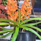 Orchid Vanda Ascocentrum miniatum Flower Plant Home Rare Live Plant - Plant for Your Home Garden