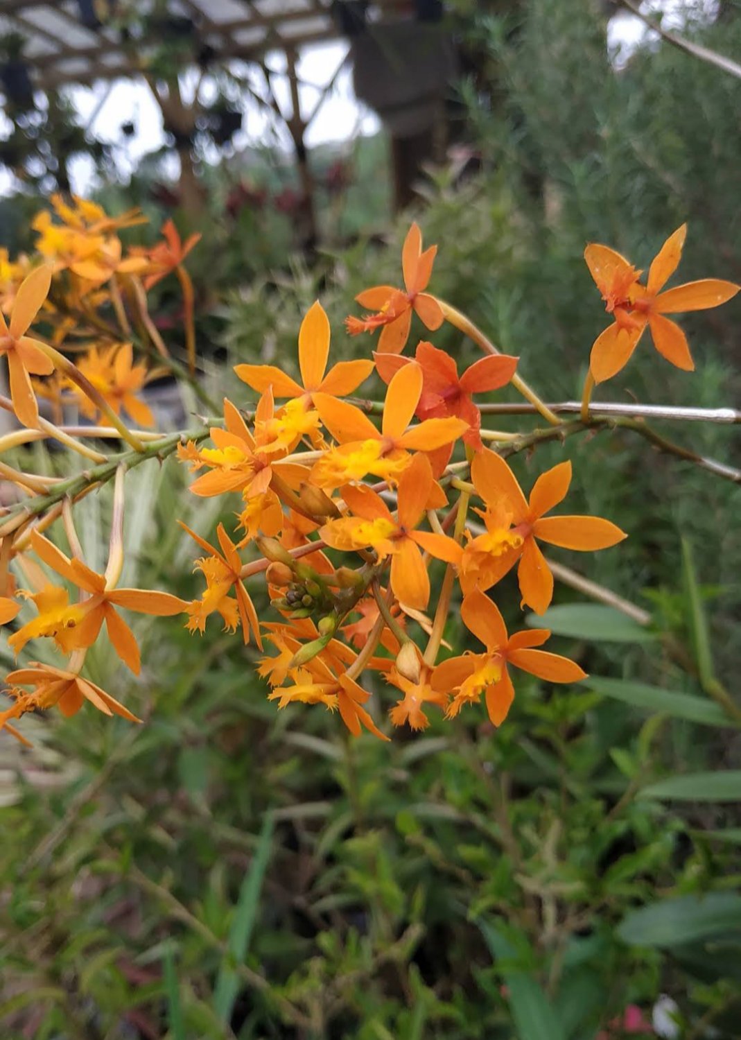 Epidendrum Yellow Flower Plant Home Rare Live Plant - Plant for Your Home Garden