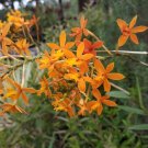 Epidendrum Yellow Flower Plant Home Rare Live Plant - Plant for Your Home Garden