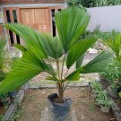 Licuala Grandis Palm Tree Plant Home Rare Live Plant - Plant for Your Home Garden
