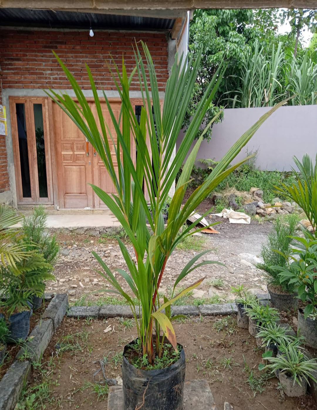 Cyrtostachys renda Palm Tree Plant Home Rare Live Plant - Plant for Your Home Garden