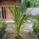 Cyrtostachys renda Palm Tree Plant Home Rare Live Plant - Plant for Your Home Garden