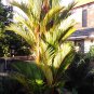 Cyrtostachys renda Palm Tree Plant Home Rare Live Plant - Plant for Your Home Garden